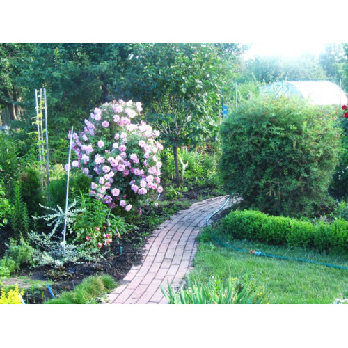 Роза канадская Prairie Joy