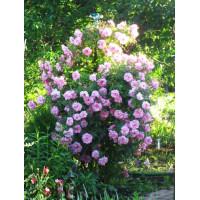 Роза канадская Prairie Joy