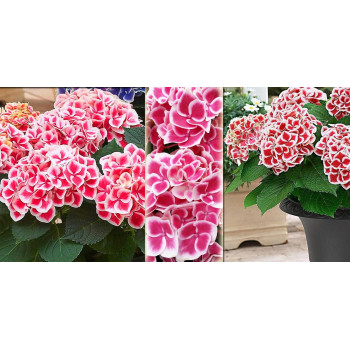 Гортензия крупнолистная Camilla