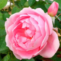 Роза канадская Prairie Joy
