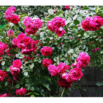 Роза плетистая Лагуна (Laguna)