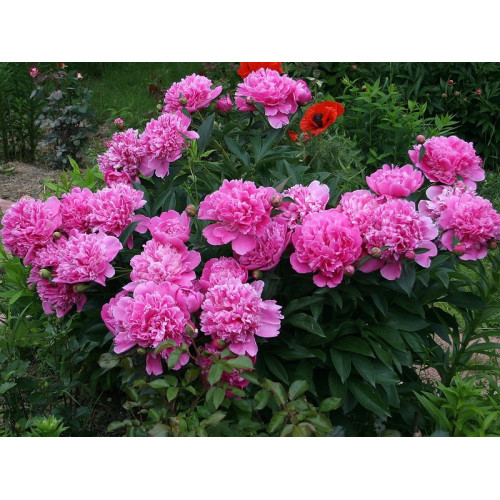Пион Edulis Superba (Эдулис Суперба)
