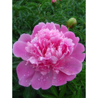 Пион Edulis Superba (Эдулис Суперба)