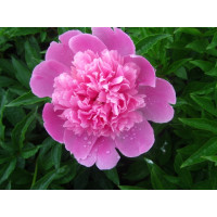 Пион Edulis Superba (Эдулис Суперба)