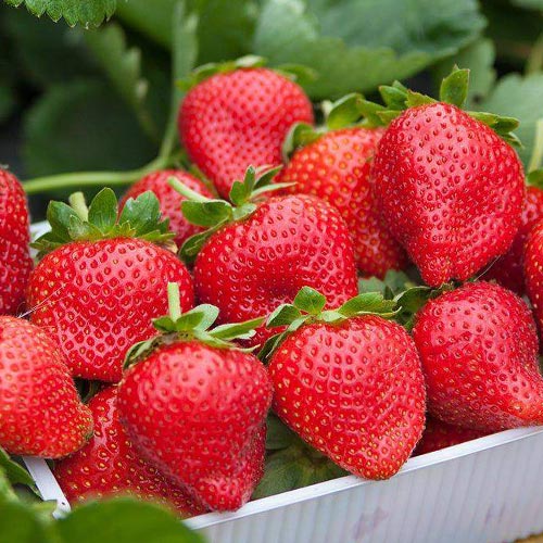Клубника (крупноплодная) Элианни (5 шт.)