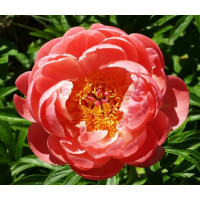 Пион Coral Charm (Корал Шарм)