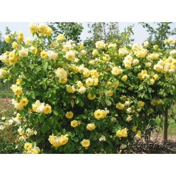 Роза плетистая Golden Climber