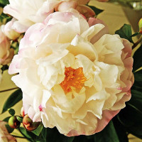 Пион Gardenia (Гардения)
