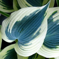 Саженцы Хоста Blue Ivory (Блю Айвори) М
