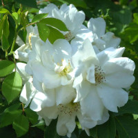 Роза канадская Morden Snowbeauty