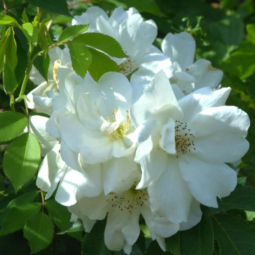 Роза канадская Morden Snowbeauty