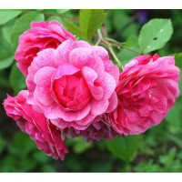 Роза канадская Morden Ruby