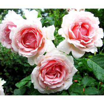 Роза флорибунда Баллада