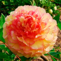 Пион Золотая Россыпь