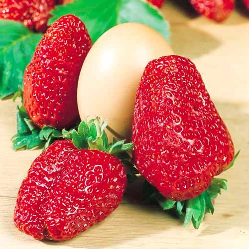 Клубника (крупноплодная) Геркулес (5 шт.)