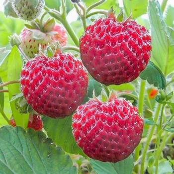 Клубника Фрамберри (5 шт.)