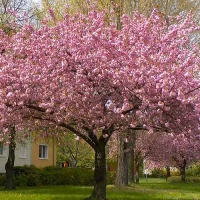 Сакура Гажо