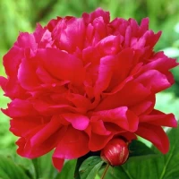 Пион Adolphe Rousseau (Адольф Руссо)